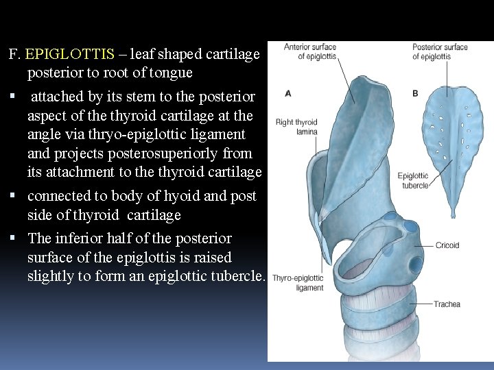 F. EPIGLOTTIS – leaf shaped cartilage posterior to root of tongue attached by its