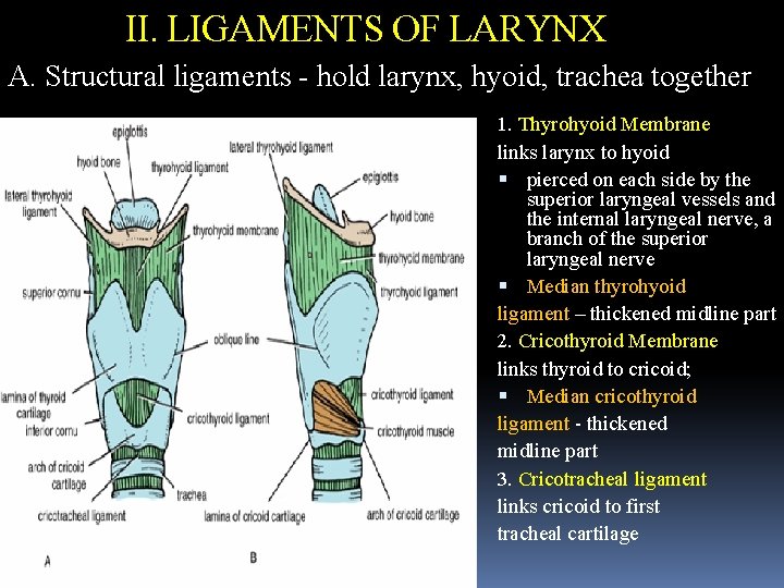II. LIGAMENTS OF LARYNX A. Structural ligaments - hold larynx, hyoid, trachea together 1.
