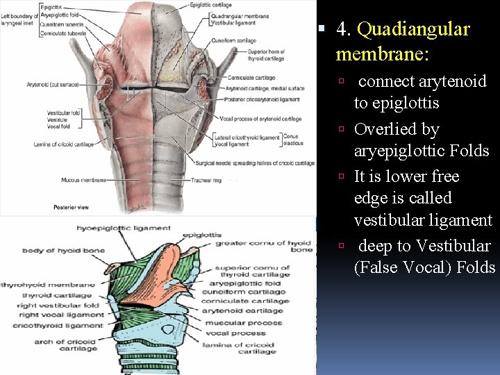  4. Quadiangular membrane: connect arytenoid to epiglottis Overlied by aryepiglottic Folds It is