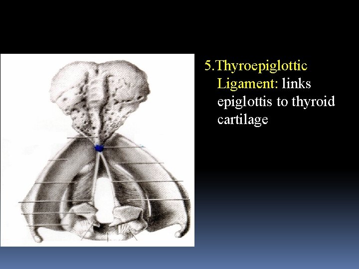 5. Thyroepiglottic Ligament: links epiglottis to thyroid cartilage 