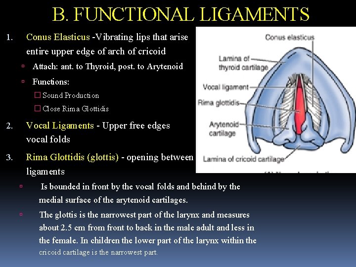 B. FUNCTIONAL LIGAMENTS Conus Elasticus -Vibrating lips that arise entire upper edge of arch