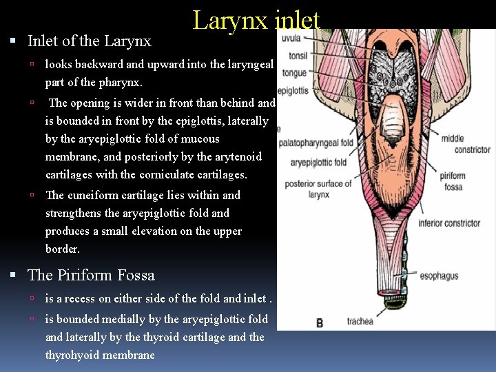  Inlet of the Larynx inlet looks backward and upward into the laryngeal part