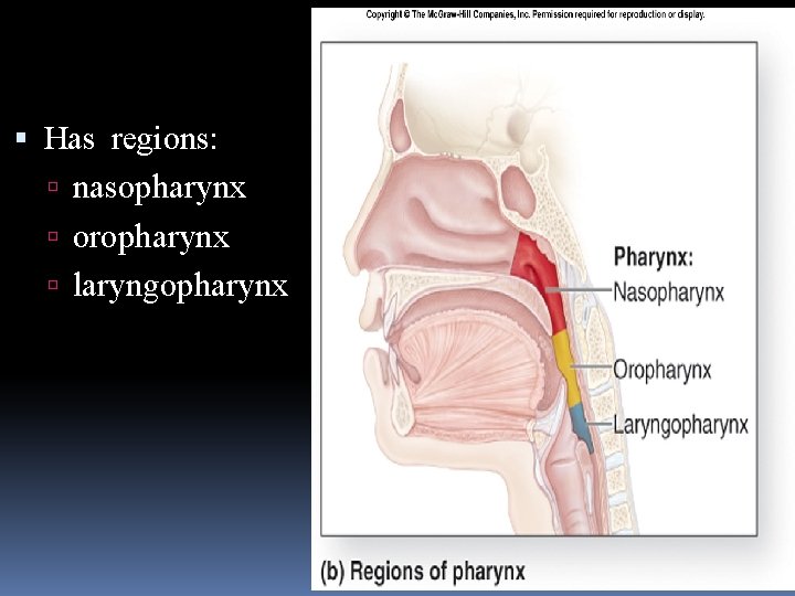  Has regions: nasopharynx oropharynx laryngopharynx 