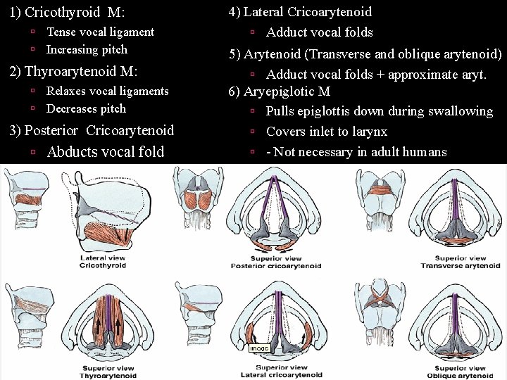 1) Cricothyroid M: Tense vocal ligament Increasing pitch 2) Thyroarytenoid M: Relaxes vocal ligaments