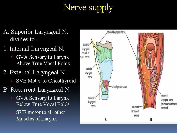 Nerve supply A. Superior Laryngeal N. divides to 1. Internal Laryngeal N. GVA Sensory