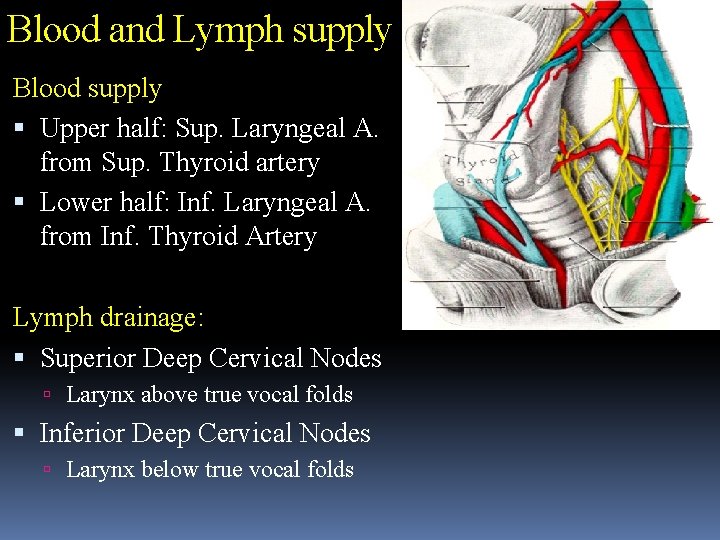 Blood and Lymph supply Blood supply Upper half: Sup. Laryngeal A. from Sup. Thyroid