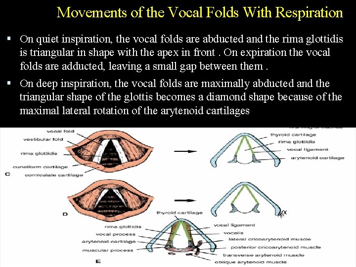 Movements of the Vocal Folds With Respiration On quiet inspiration, the vocal folds are