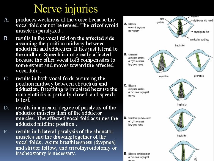 Nerve injuries A. B. C. D. E. produces weakness of the voice because the