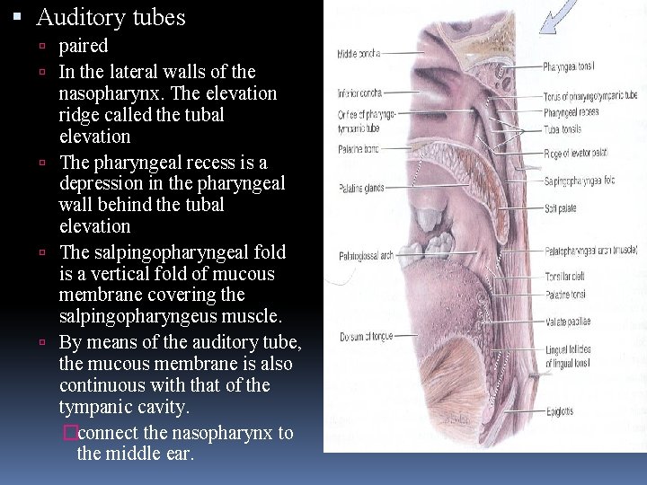  Auditory tubes paired In the lateral walls of the nasopharynx. The elevation ridge