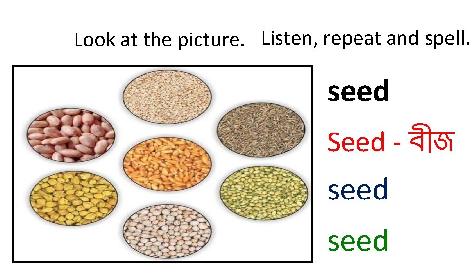 Look at the picture. Listen, repeat and spell. seed Seed - ব জ seed