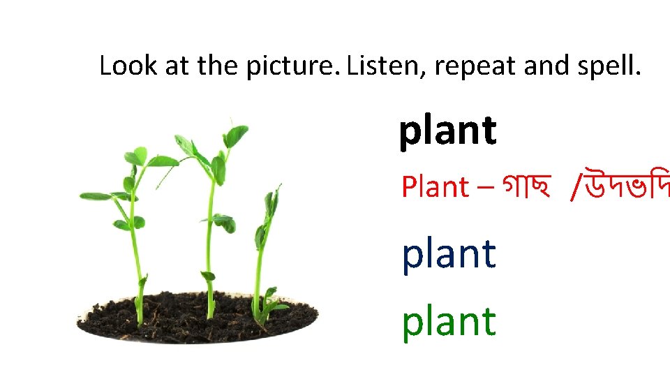 Look at the picture. Listen, repeat and spell. plant Plant – গ ছ /উদভ