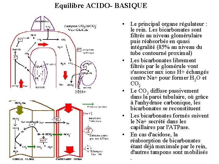 Equilibre ACIDO- BASIQUE NH 4+ • Le principal organe régulateur : le rein. Les