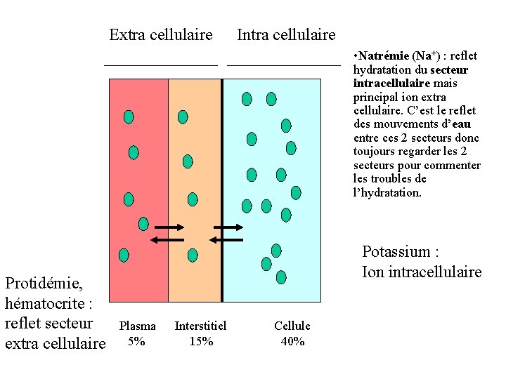 Extra cellulaire Intra cellulaire • Natrémie (Na+) : reflet hydratation du secteur intracellulaire mais