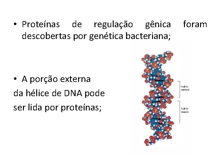  • Proteínas de regulação gênica descobertas por genética bacteriana; • A porção externa