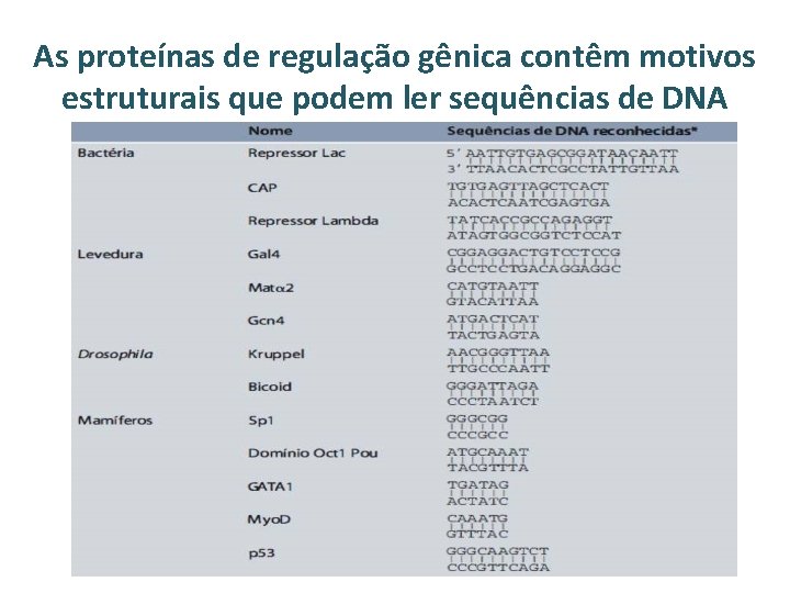 As proteínas de regulação gênica contêm motivos estruturais que podem ler sequências de DNA