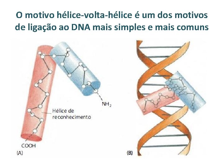 O motivo hélice-volta-hélice é um dos motivos de ligação ao DNA mais simples e
