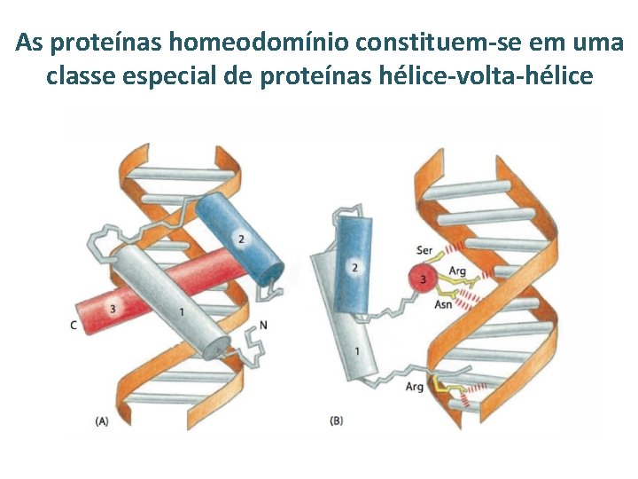 As proteínas homeodomínio constituem-se em uma classe especial de proteínas hélice-volta-hélice 