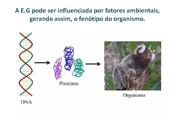 A E. G pode ser influenciada por fatores ambientais, gerando assim, o fenótipo do