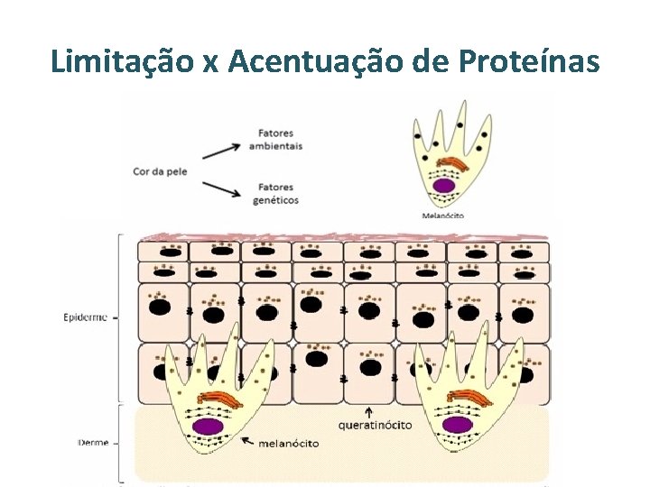 Limitação x Acentuação de Proteínas 