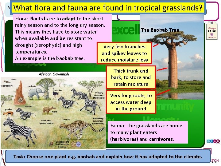 Sustainable Ecosystems What flora and fauna are found in. Understanding tropical grasslands? tropical grasslands