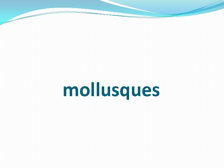 mollusques 