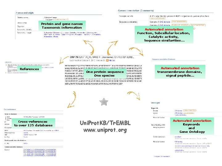 Protein and gene names Taxonomic information References Cross-references to over 125 databases Automated annotation