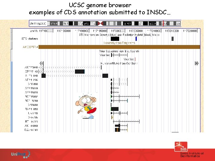 UCSC genome browser examples of CDS annotation submitted to INSDC… 
