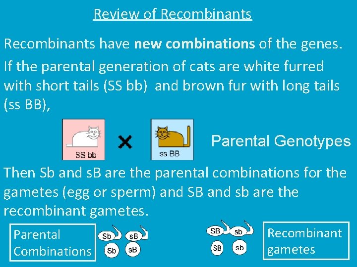 Review of Recombinants have new combinations of the genes. If the parental generation of