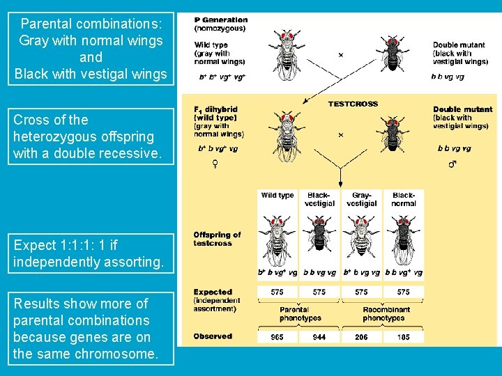 Parental combinations: Gray with normal wings and Black with vestigal wings Cross of the