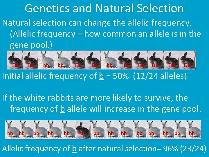 Genetics and Natural Selection Natural selection can change the allelic frequency. (Allelic frequency =
