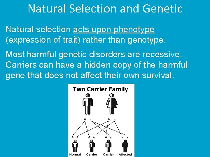 Natural Selection and Genetic Natural selection acts upon phenotype (expression of trait) rather than