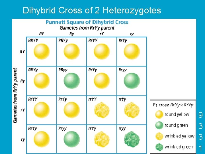 Dihybrid Cross of 2 Heterozygotes 9 3 3 1 