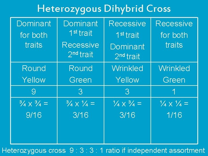 Heterozygous Dihybrid Cross Dominant for both traits Dominant 1 st trait Recessive 2 nd