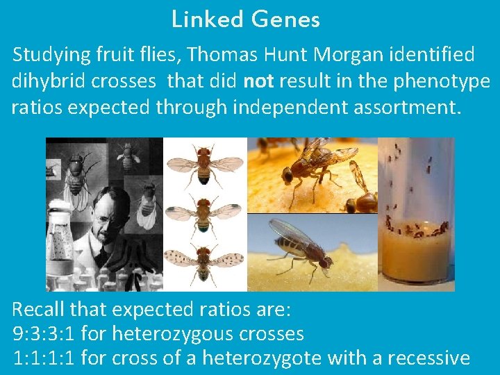 Linked Genes Studying fruit flies, Thomas Hunt Morgan identified dihybrid crosses that did not