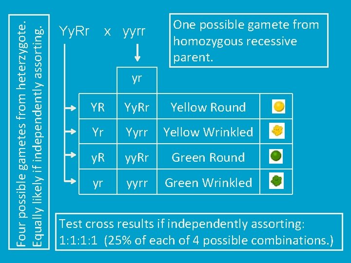 Four possible gametes from heterzygote. Equally likely if independently assorting. Yy. Rr x yyrr