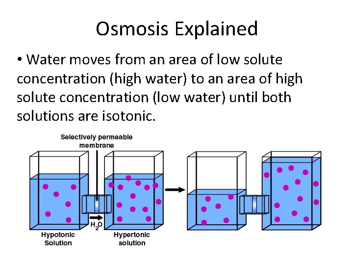 Osmosis Explained • Water moves from an area of low solute concentration (high water)