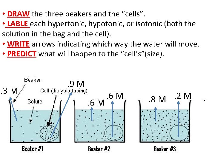  • DRAW the three beakers and the “cells”. • LABLE each hypertonic, hypotonic,