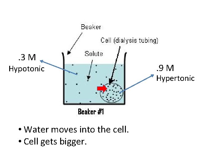. 3 M Hypotonic • Water moves into the cell. • Cell gets bigger.