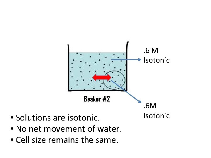 . 6 M Isotonic • Solutions are isotonic. • No net movement of water.