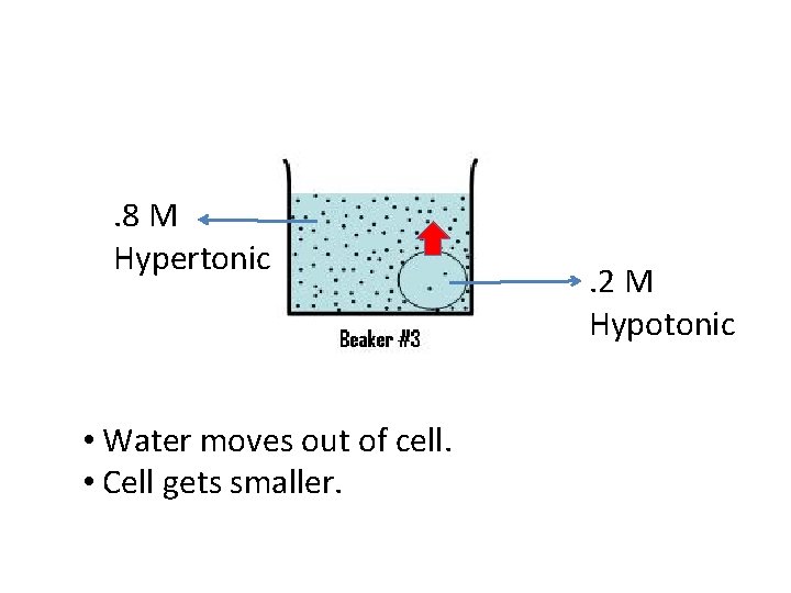 . 8 M Hypertonic • Water moves out of cell. • Cell gets smaller.