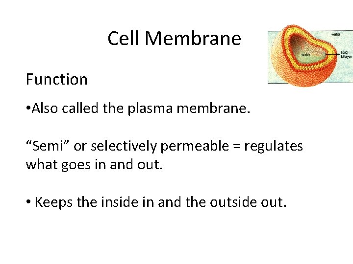 Cell Membrane Function • Also called the plasma membrane. “Semi” or selectively permeable =