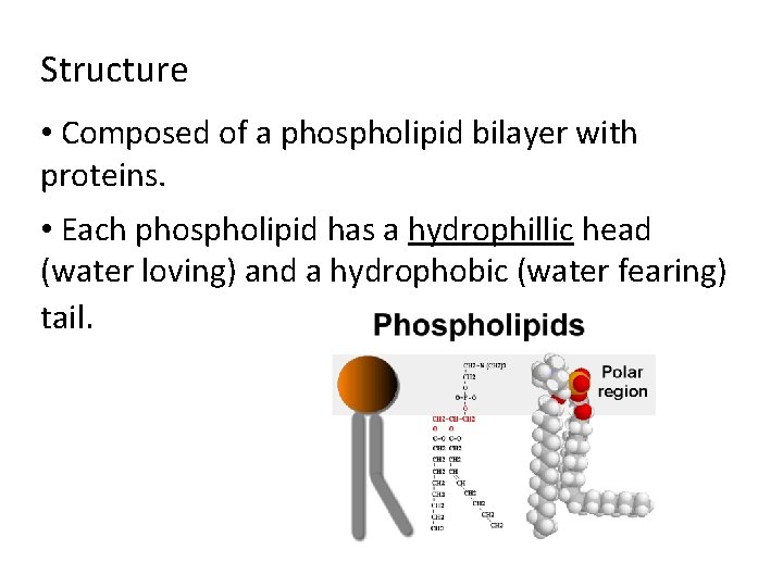 Structure • Composed of a phospholipid bilayer with proteins. • Each phospholipid has a