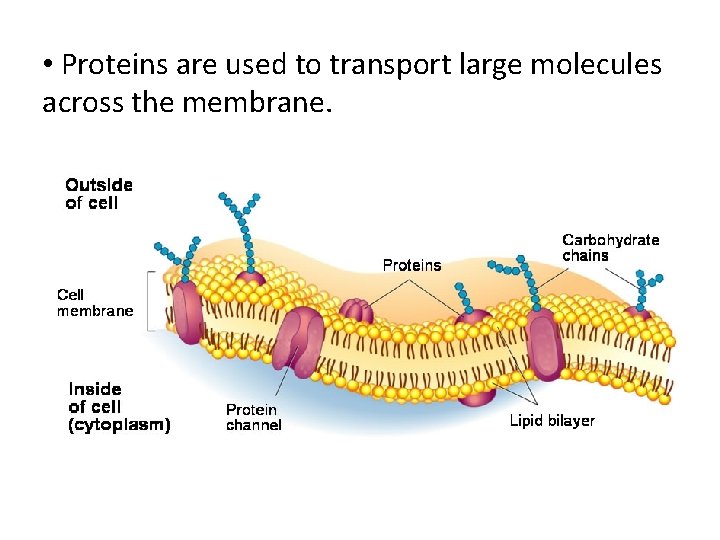  • Proteins are used to transport large molecules across the membrane. 
