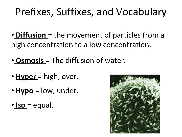 Prefixes, Suffixes, and Vocabulary • Diffusion = the movement of particles from a high