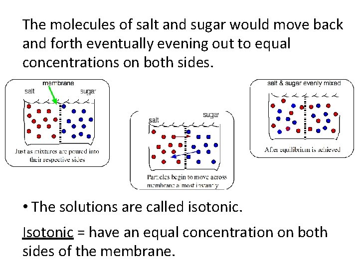 The molecules of salt and sugar would move back and forth eventually evening out