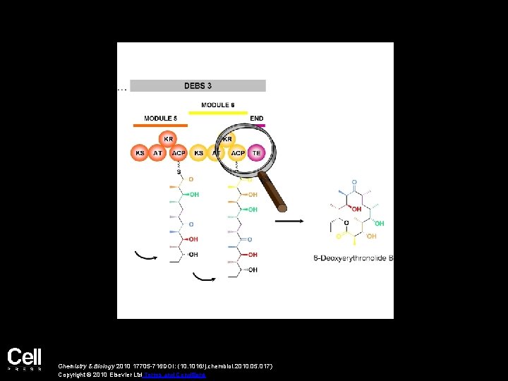 Chemistry & Biology 2010 17705 -716 DOI: (10. 1016/j. chembiol. 2010. 05. 017) Copyright