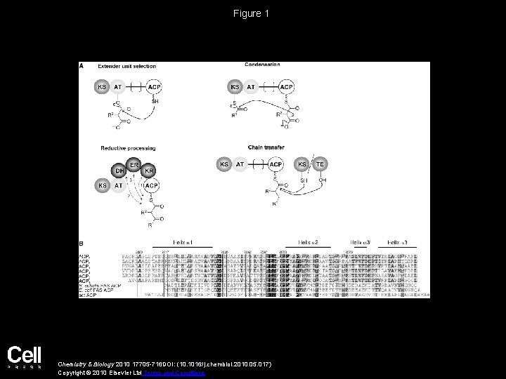 Figure 1 Chemistry & Biology 2010 17705 -716 DOI: (10. 1016/j. chembiol. 2010. 05.