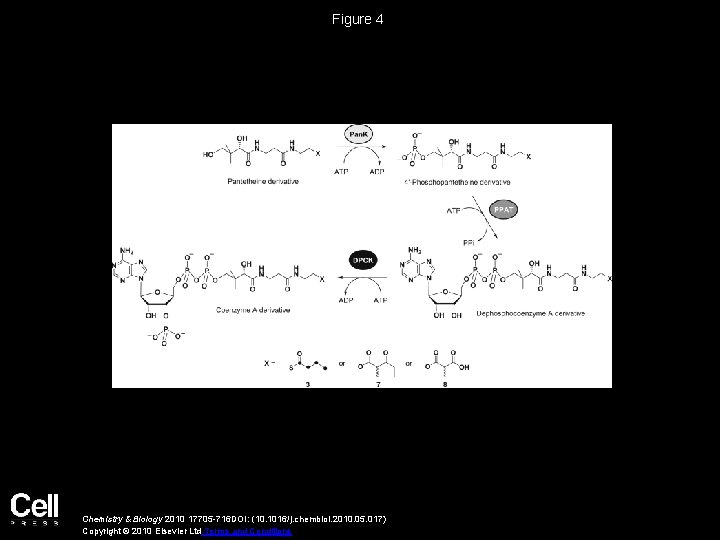 Figure 4 Chemistry & Biology 2010 17705 -716 DOI: (10. 1016/j. chembiol. 2010. 05.