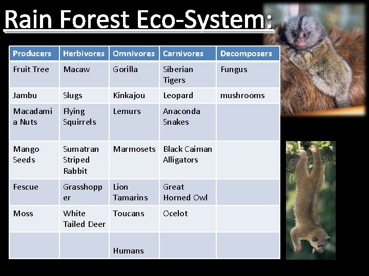 Rain Forest Eco-System: Producers Herbivores Omnivores Carnivores Decomposers Fruit Tree Macaw Gorilla Siberian Tigers
