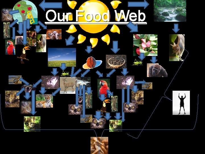 Our Food Web 